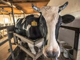 Avanza Sedesol en consolidación de compra de leche a nacionales