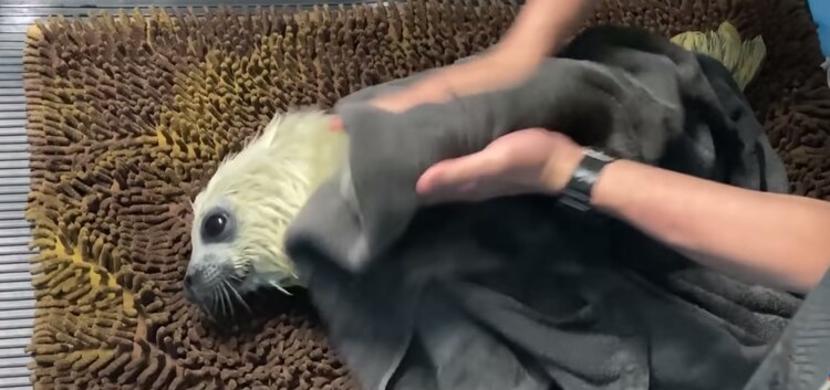 Después de nadar por primera vez, la foquita fue secada por sus cuidadores