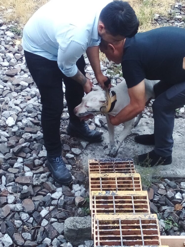 Trasladan a 'lomito' rescatado en vías a centro de Transferencia Canina