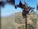 Oso atrapado en poste de Arizona