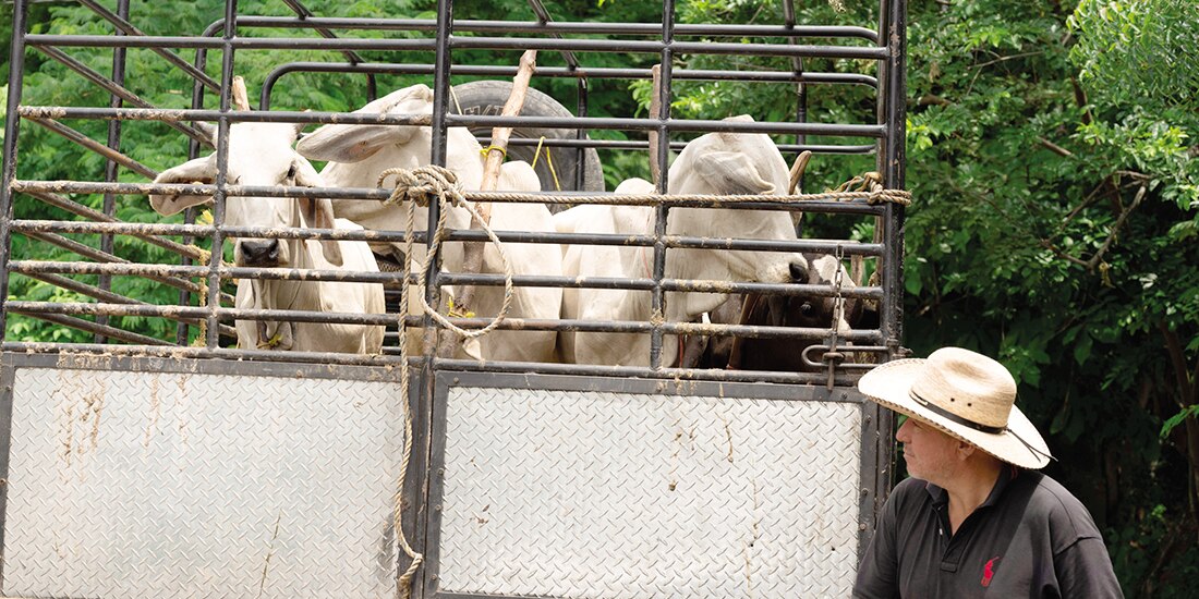 Ganaderos de Chiapas transportan sus reses, el pasado 12 de julio.