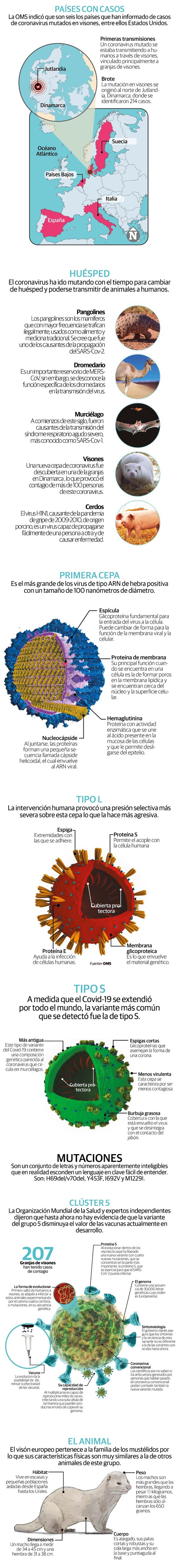 La nueva cepa de SARS-CoV-2 en visones que podría poner en peligro una vacuna