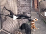 En Tik Tok, un perrito fue grabado practicando parkour