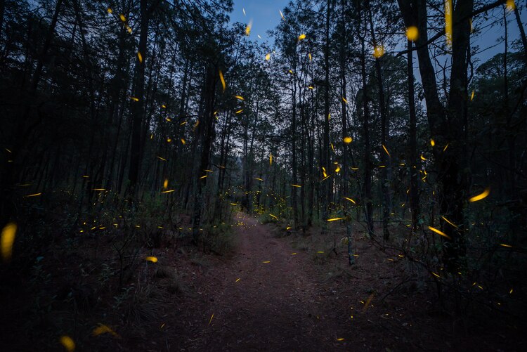 El bosque de Nanacamilpa, en Tlaxcala, alberga a tres especies de luciérnagas.