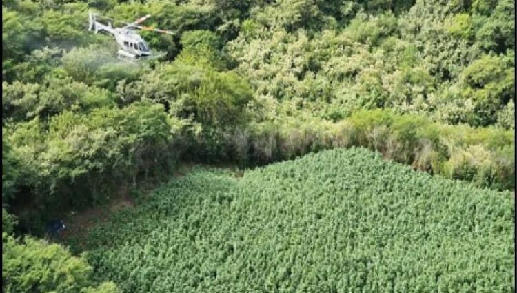 Se efectuaron tareas de eliminación de plantíos de amapola y marihuana en: Sinaloa, Chihuahua, Durango y Guerrero.