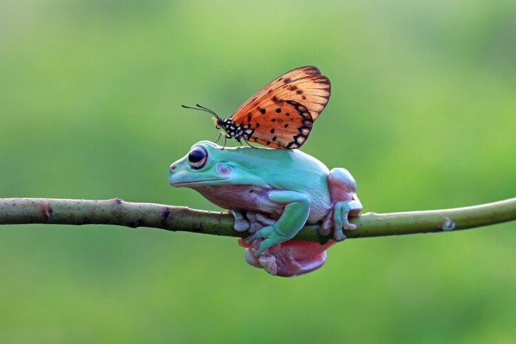 Proteger a los animales es fundamental para el equilibrio de los ecosistemas.