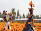 Figuras de cartón de un catrín y una catrina en un vivero productor de la flor característica de Día de Muertos, en 2025.