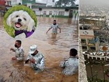 No te olvides de llevar a tus mascotas al evacuar, ante un huracán.