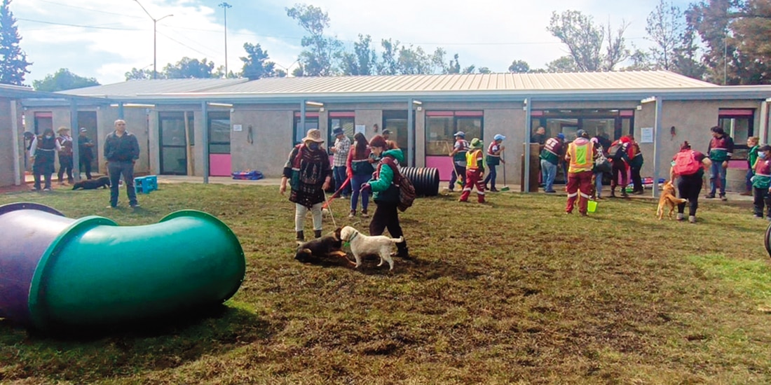 Voluntarios con perros rescatados en el refugio de la GAM, el pasado 13 de enero.