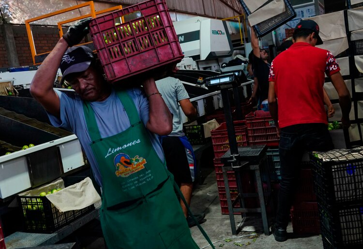 Indagan si líder limonero cayó en la trampa de algún grupo delictivo