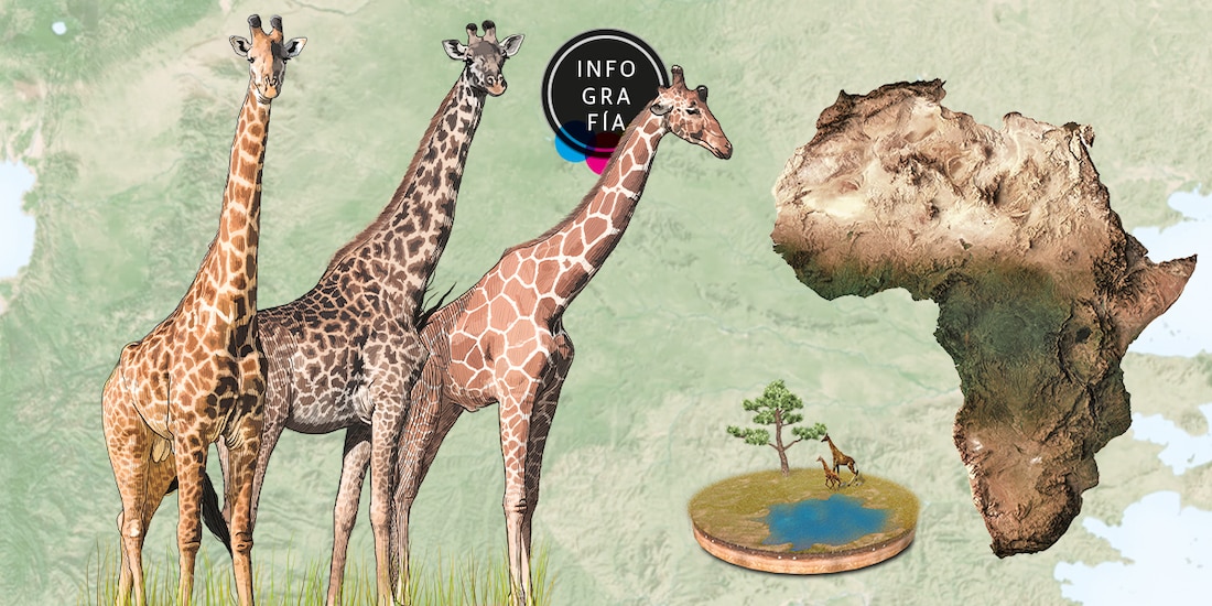 En aumento poblaciones de 3 de las 4 especies de jirafas en los últimos años