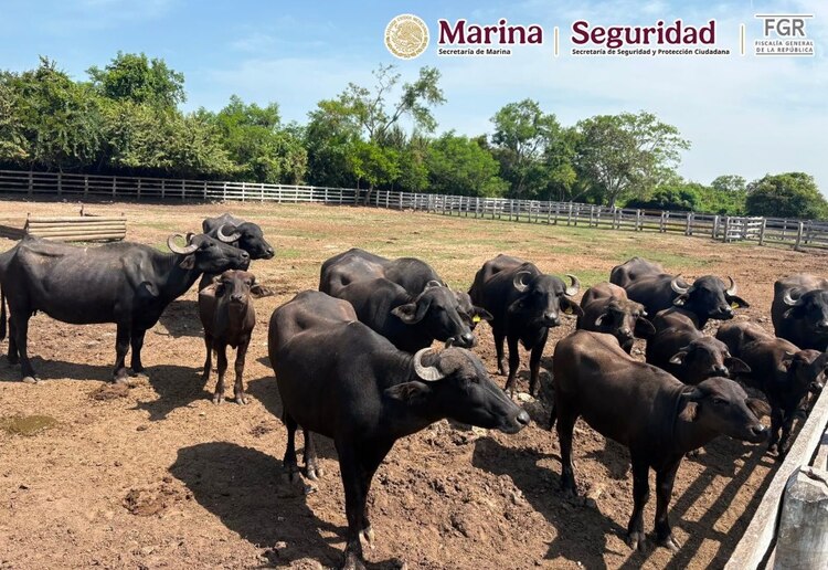 Parte de los animales asegurados.