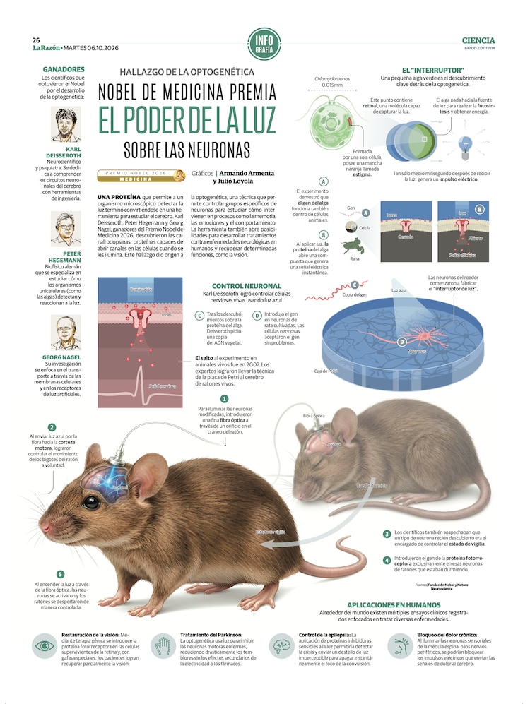 Nobel de medicina premia el poder de la luz sobre las neuronas