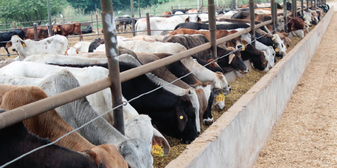 Ganado bovino en un rancho en Chiapas, en imagen de archivo.