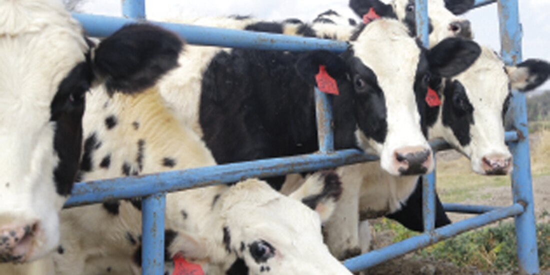 Imagen de archivo de ganado en Jalisco, uno de los estados afectados.