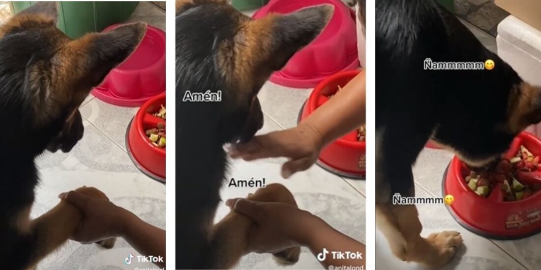 Lomito aprendió a "rezar" entre cada comida y se volvió viral en TikTok.