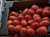 Exportadores mexicanos de tomate cierran filas tras arancel de Estados Unidos.