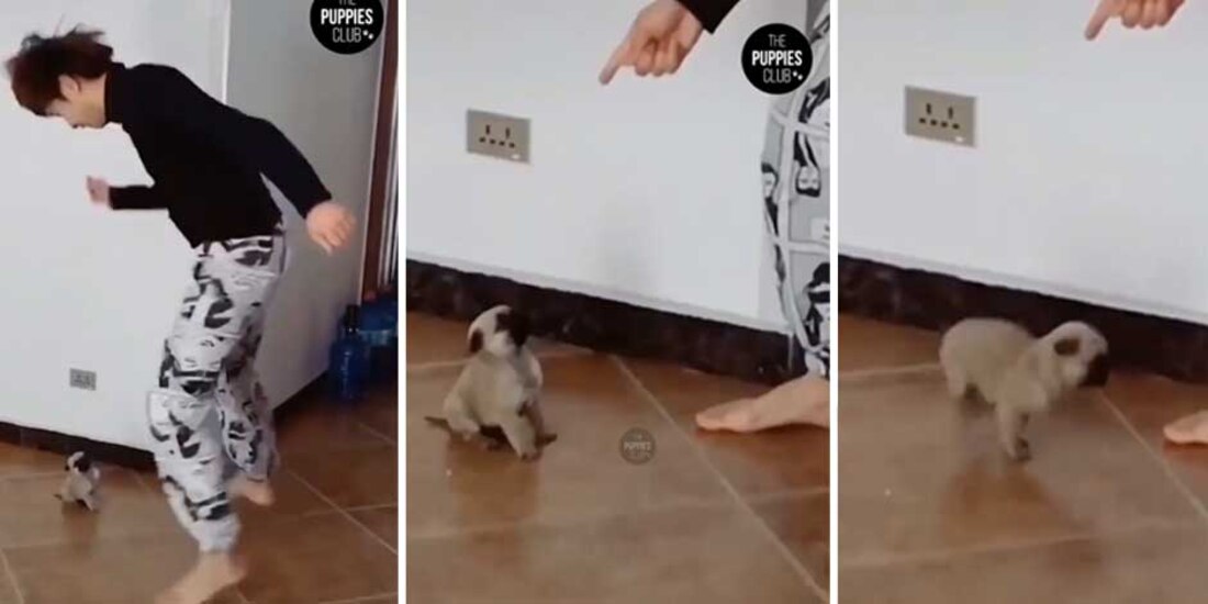 Cachorro imita saltos y giros de un hombre; desata tiernos comentarios en redes