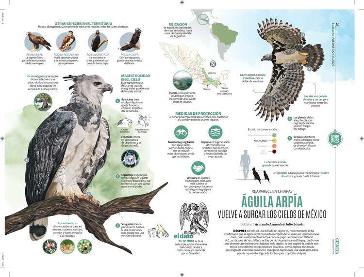 Águila arpía vuelve a surcar los cielos de México