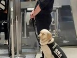 El perro de búsqueda en el metro de Shanghai se quedó dormido