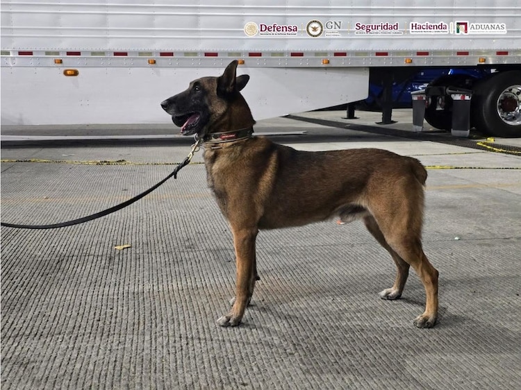Binomio canino "Chocolate" participó en la operación.