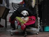 CIUDAD DE MÉXICO, 13JULIO2021.- Un perro se cubre del frío con cobijas de una silla en un puesto de periódicos del Centro Histórico.
FOTO: GRACIELA LÓPEZ /CUARTOSCURO.COM