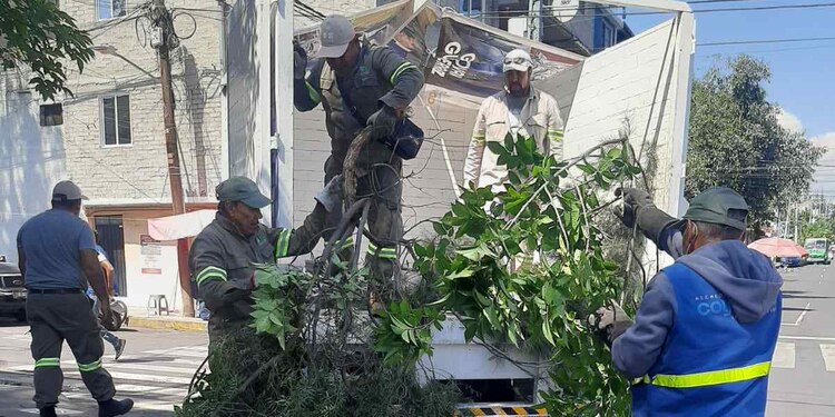 La alcaldía Coyoacán comenzará la restitución de árboles con especies consideradas para espacios urbanos