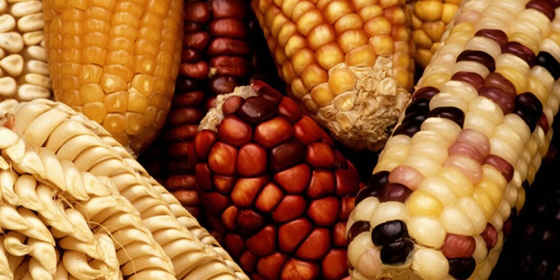 Tema del maíz transgénico.