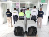 Presentación de detenidos por las autoridades de Michoacán.