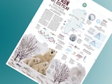 El ADN del oso polar revela huellas de la crisis climática
