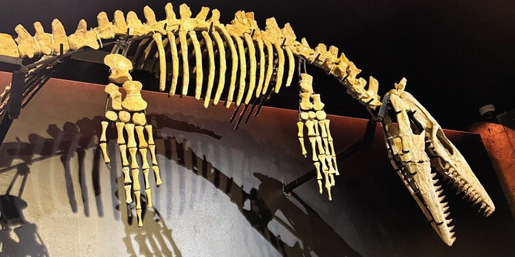 Esqueleto de un depredador marino, en el Museo de la Ballena.