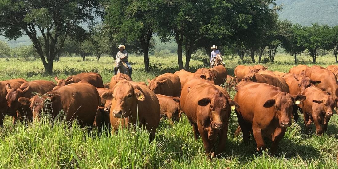 Actividad en el sector ganadero de Tamaulipas, en foto de archivo