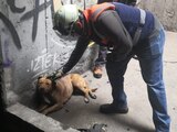 Personal del Metro CDMX logra rescate de un perrito en Línea 8.