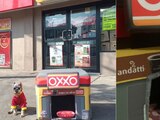 Oxxo para perritos