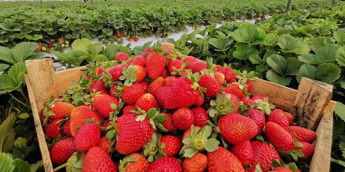 Fresas de Irapuato, en una fotografía ilustrativa.