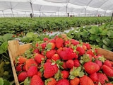 Fresas de Irapuato, en una fotografía ilustrativa.