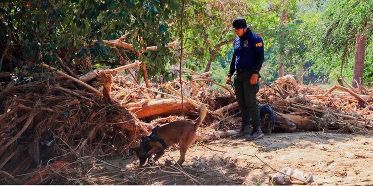 Los binomios caninos de la Fiscalía General del Estado de Guerrero trabajan turnos de 48 horas para encontras personas desaparecidas por paso de Otis.