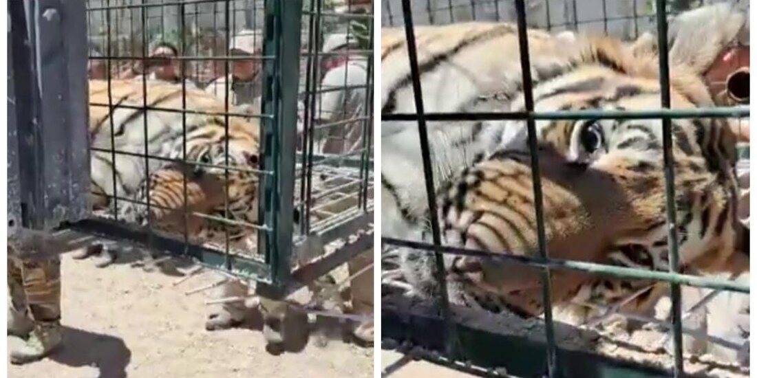 Elementos de Protección Civil aseguran 4 tigres en Tlaquepaque, Jalisco