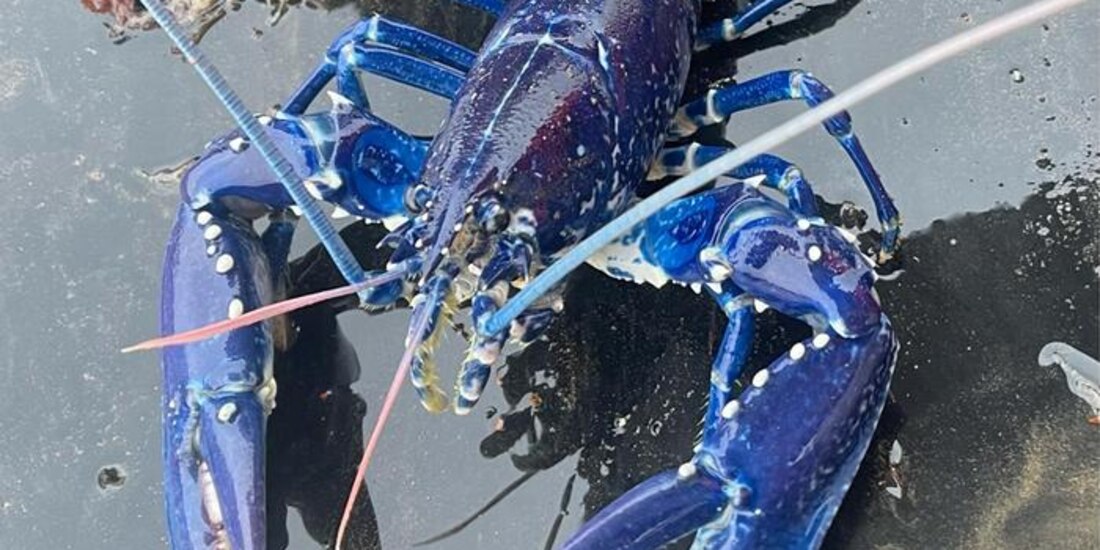 Su color característico podría deberse a su alimentación o a su genética.