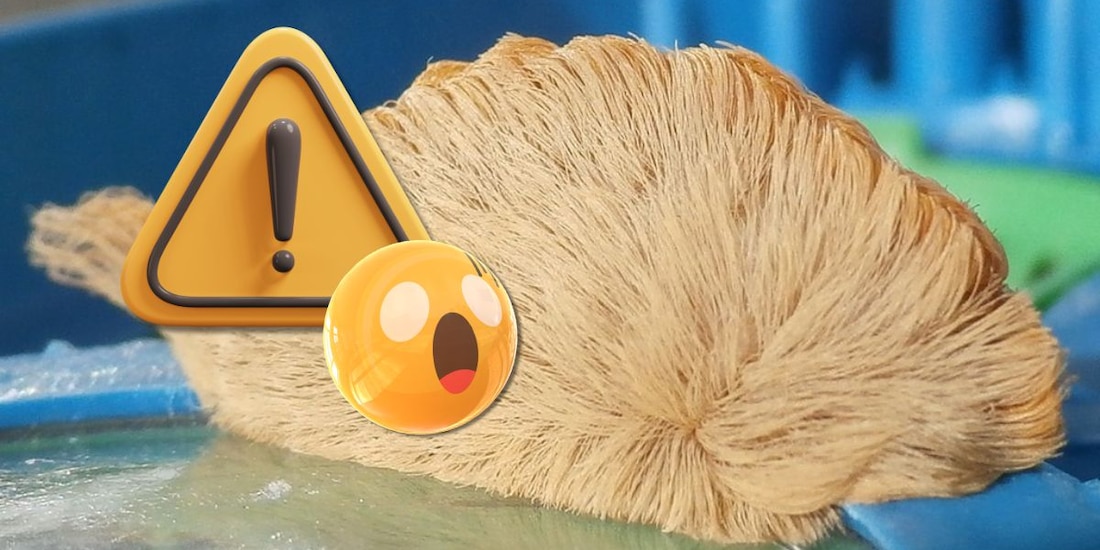 Advierten por la oruga peluche, un animal con una toxina que provoca dolorosos síntomas.