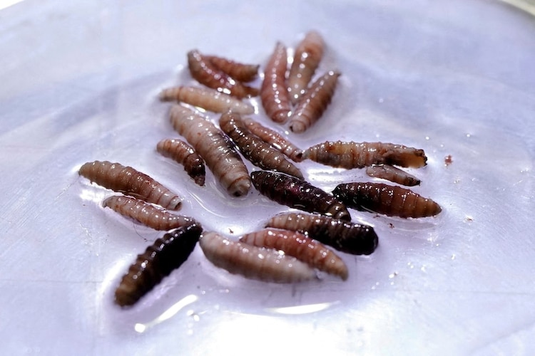 Larvas de la mosca Cochliomyia hominivorax recolectadas de vacas infectadas.