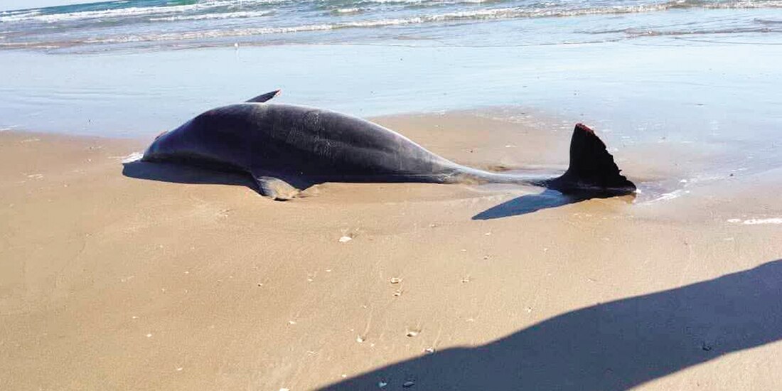 Especies marinas encontradas muertas en Playa Bagdad, en imagen de archivo.
