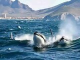 Avistamiento de orcas en las costas de Guaymas, el pasado fin de semana.