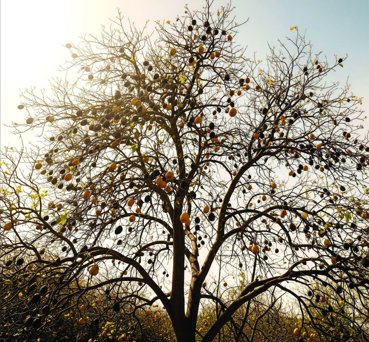 La muerte de un limonero