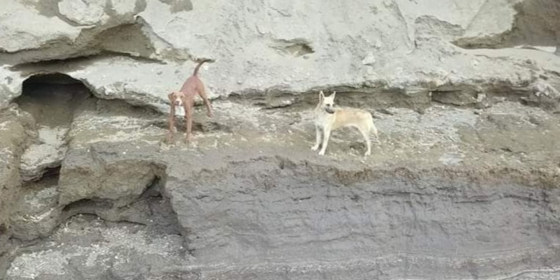 Dos perritos cayeron al socavón en Puebla; autoridades valoran posible rescate.