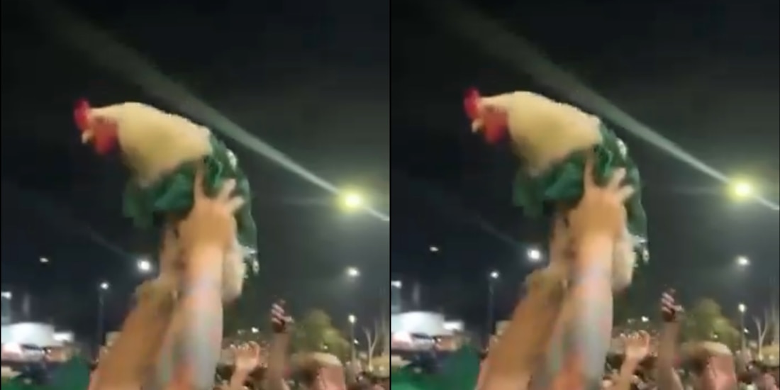 Aficionado lleva a un gallo a los festejos por el Mundial