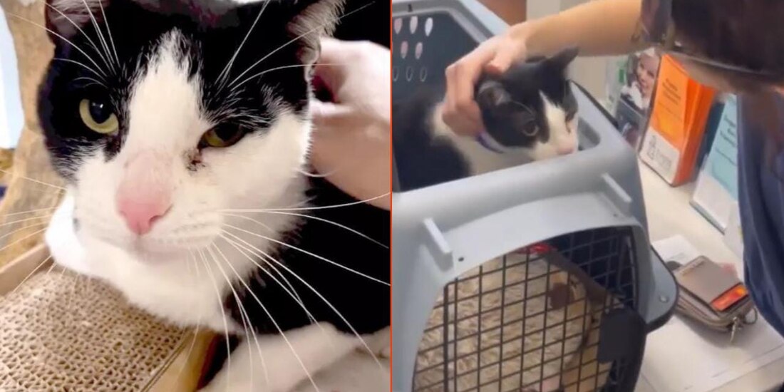 Jerry, el gatito abandonado por ser "demasiado cariñoso", encontró un nuevo y amoroso hogar.