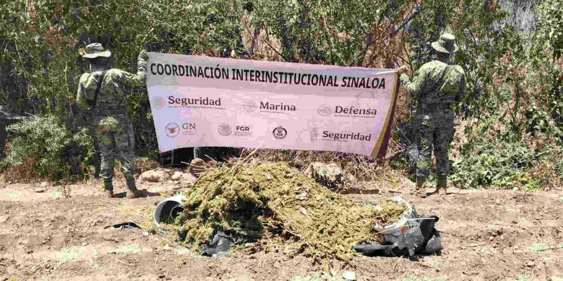 Marina incinera presunto secadero de marihuana en Sinaloa.