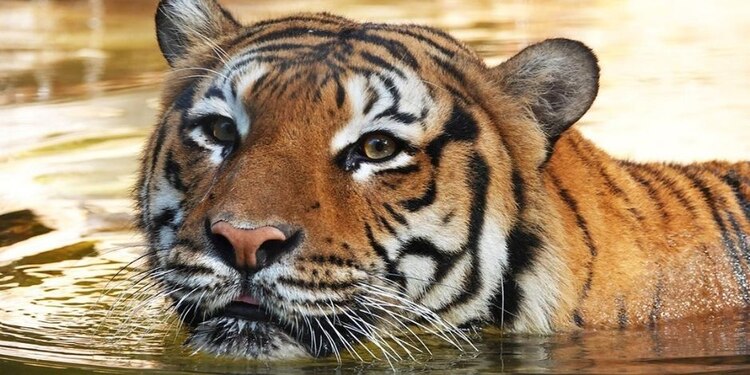 El tigre de Malasia es una especie en peligro de extinción, de acuerdo con la IUCN.