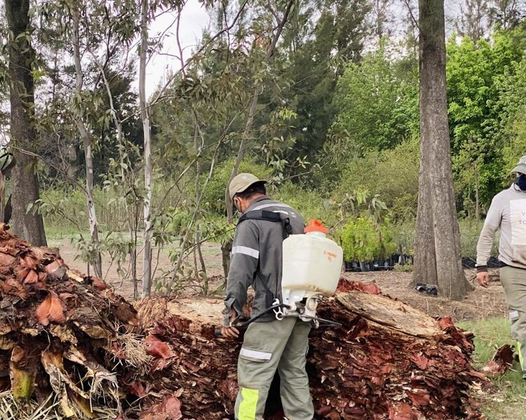 Tratamiento de la palma de Reforma.